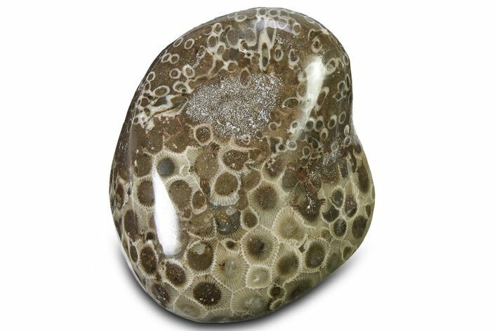 Polished Petoskey Stone (Fossil Coral) - Michigan #322878